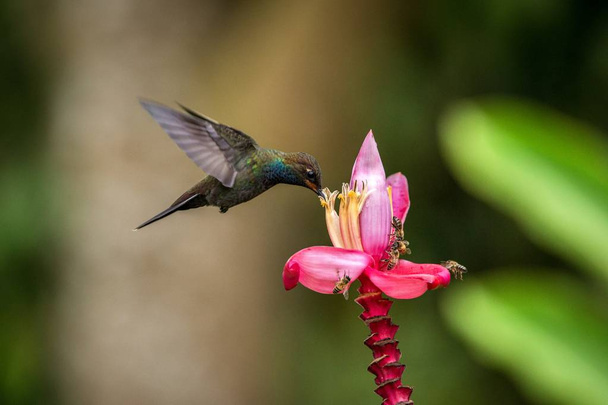 Kolibri schwebt neben rosa und gelben Blume, Garten, tropischer Wald, Kolumbien, Flugvogel mit ausgestreckten Flügeln, fliegender Kolibri saugt Nektar aus der Blüte, exotisches Reiseabenteuer - Foto, Bild