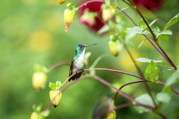 Андский изумруд сидит на ветке, колибри из тропического леса, Эквадор, птица окунается, крошечная красивая птица отдыхает на цветок в саду, красочный фон с цветами, природа сцены, дикая природа
 - Фото, изображение