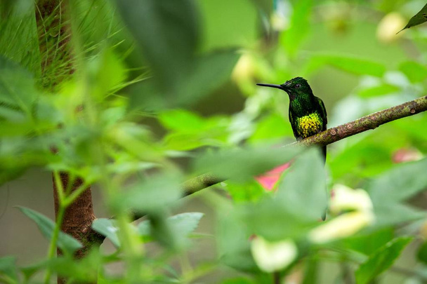 Cesarzowa genialny siedzący na gałęzi, Koliber z lasów tropikalnych, Ekwador, ptaka perching, malutki piękny ptak spoczynku na kwiat w ogrodzie, jasne tło, sceny przyrody, dzikich zwierząt, Egzotyczna przygoda - Zdjęcie, obraz