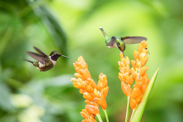 Due colibrì in bilico accanto al fiore d'arancio, foresta tropicale, Ecuador, due uccelli succhiare nettare dal fiore in giardino, bello colibrì con le ali tese, la natura scena della fauna selvatica, esotico
 - Foto, immagini