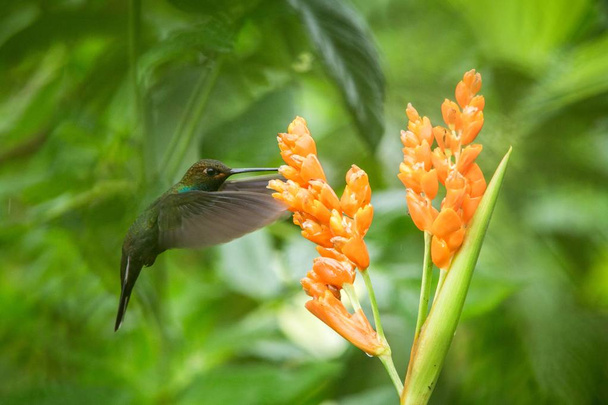 Colibrí flotando junto a flor de naranja, bosque tropical, Ecuador, néctar chupador de aves de flor en el jardín, pájaro con alas extendidas, escena de vida silvestre naturaleza, fondo claro, aventura exótica
 - Foto, imagen