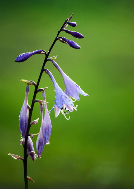 Kert campanula virág - Fotó, kép