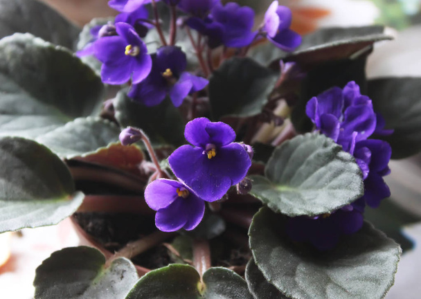 Violettes fleurs gros plan
 - Photo, image