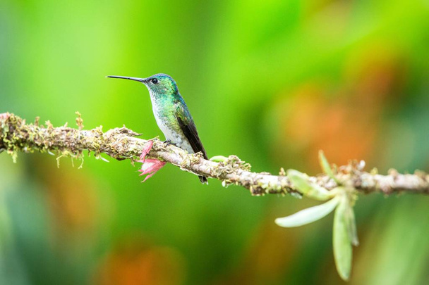 Των Άνδεων emeral κάθεται στο υποκατάστημα, κολιμπρί από τροπικό δάσος, Περού, πουλί κούρνιασμα, μικρό όμορφο πουλί που ακουμπά σε λουλούδι στον κήπο, σαφές υπόβαθρο με αρκετό χώρο, φύση σκηνή από άγρια ζώα - Φωτογραφία, εικόνα