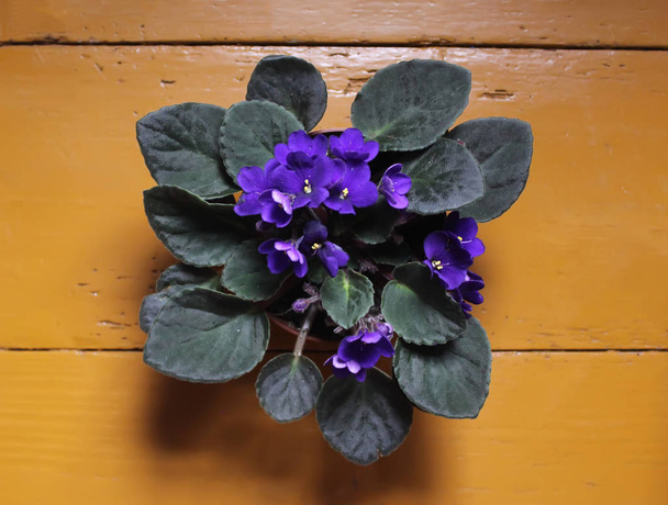 Violettes ou fleurs d'alto dans le pot de fleurs gros plan
 - Photo, image