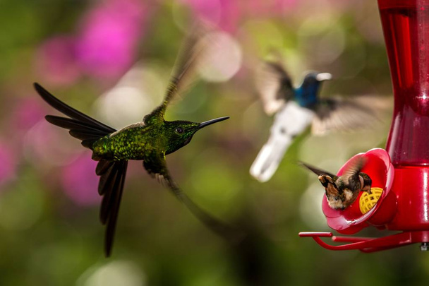 Kolibry z rozpostartymi skrzydłami, tropikalny Ptaki leśne, Peru, unoszące się obok czerwony podajnik z wody, cukru, ogród, jasne tło, dzikość i egzotyczna przygoda, charakter sceny kolorowe piękne zwierzęta - Zdjęcie, obraz