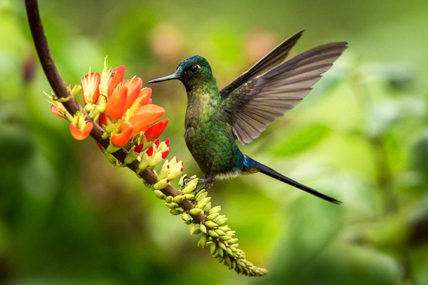 オレンジ色の花、横ホバリング紫尾シルフ熱帯林、ペルー、広げた翼、自然野生動物シーン、エキゾチックな旅行と庭園、美しいハチドリの花から蜜を吸う鳥 - 写真・画像