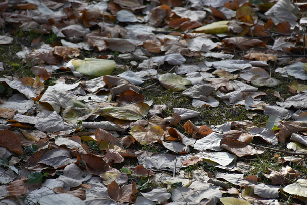 Çimlerin üzerinde kuru yapraklar - Fotoğraf, Görsel