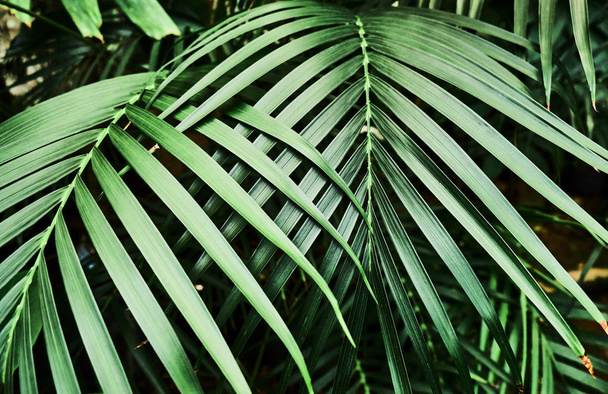 Colorful tropical palm leaves. Close-up. - Фото, изображение
