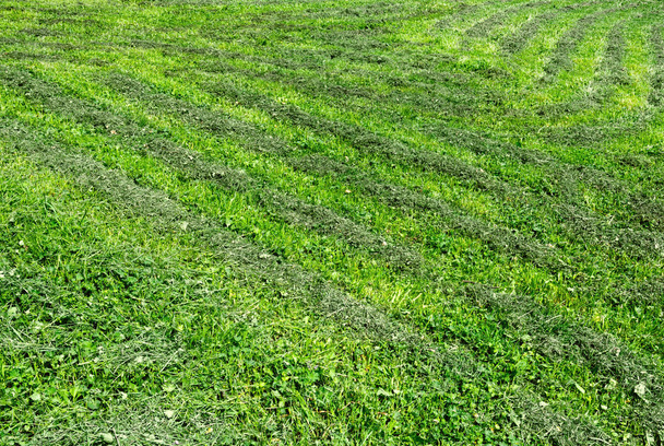Vue de la pelouse tondue sur laquelle l'herbe est coupée
. - Photo, image