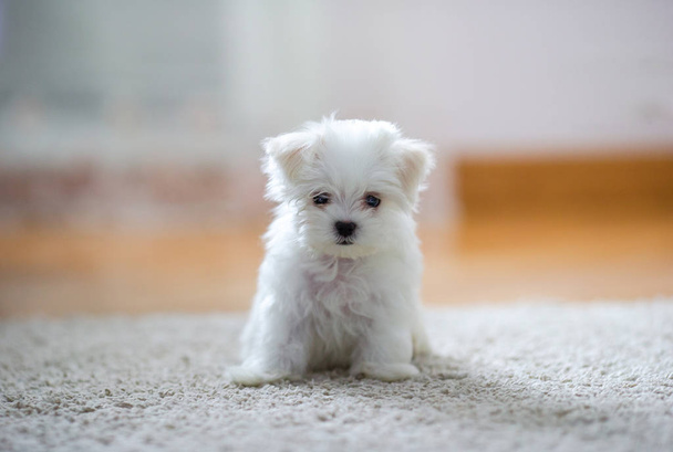 Белый симпатичный мальтийский щенок, 2 месяца, смотрит на нас
 - Фото, изображение