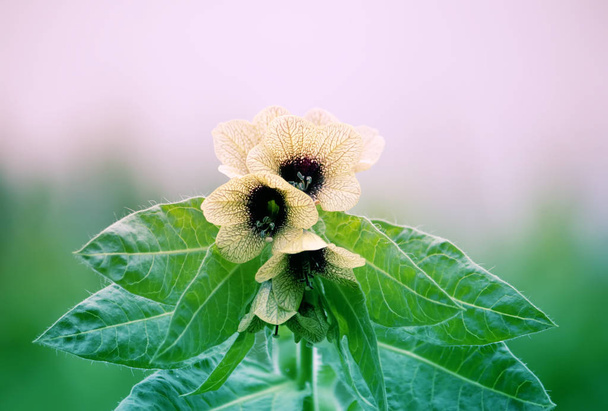 Zwarte Henbane Hyoscyamus niger bloemen. Vintage getinte afbeelding. - Foto, afbeelding