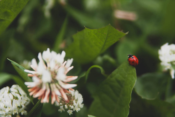 Floral summer background, soft focus. Blooming clover. Blurred background. Ladybug - Foto, afbeelding