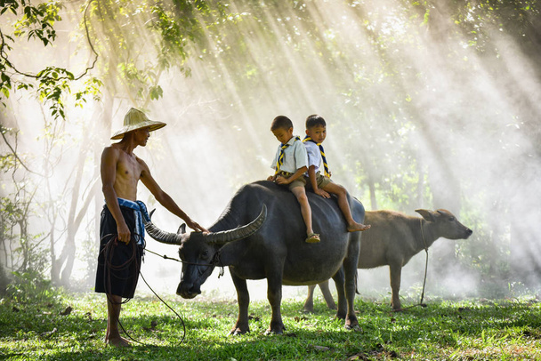 Sakon Nakhon Thailand - July 31 2018 : Asia man farmer uncle with his buffalo water in field countryside and children boy sitting on the back of a buffalo living life kids rural people - Foto, Imagen