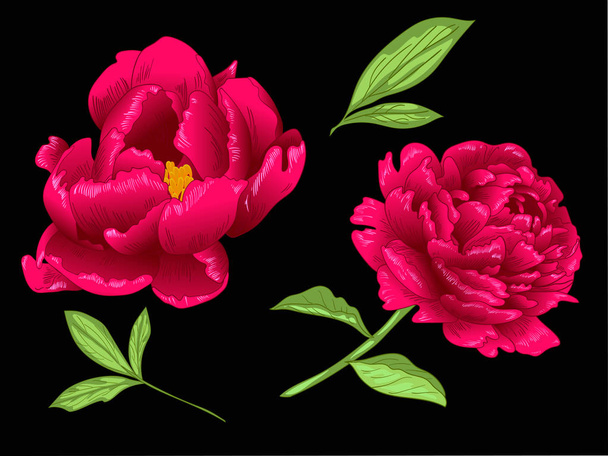 Διάνυσμα floral κόκκινη παιωνία λουλούδι βοτανική. Κόκκινο και πράσινο χαραγμένο μελάνι τέχνης. Απομονωμένη παιωνία εικονογράφηση στοιχείο. - Διάνυσμα, εικόνα