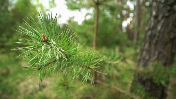 Macro view on part of pine tree in forest. - Photo, Image