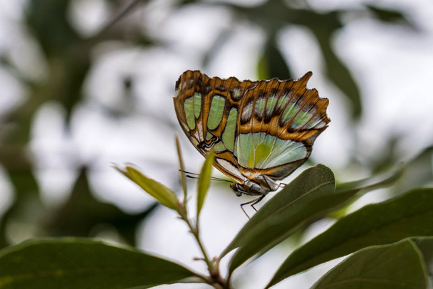 La farfalla malachite, Siproeta stelenes è una farfalla dai piedi a pennello neotropicale della famiglia delle Nymphalidae.. - Foto, immagini