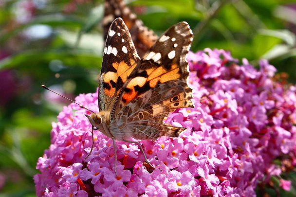 Vanessa cardui is a well-known colorful butterfly, known as the painted lady or in North America as the cosmopolitan - Photo, Image