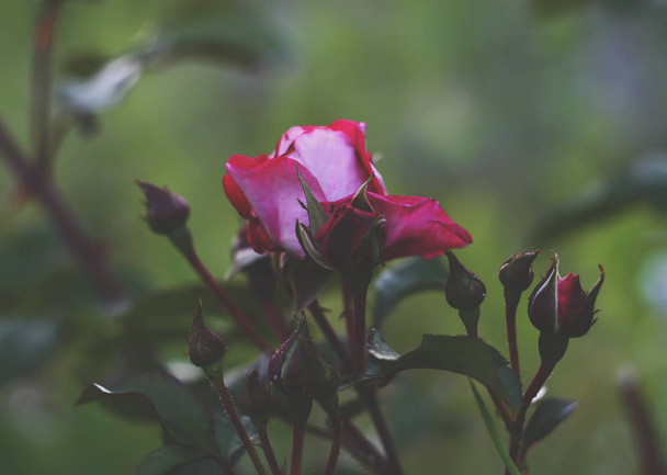 Rózsa virágok nőnek a nyári kertben - Fotó, kép