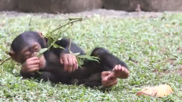 gorilla - Video, Çekim