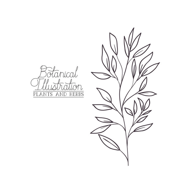 botanical illustration label with plant - Vector, Image