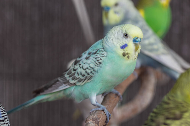 Grupa z fantazyjnych kolorów papużka falista w klatce - Zdjęcie, obraz