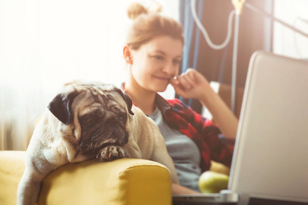 Young woman and dog with laptop . Work at home. Pug - 写真・画像