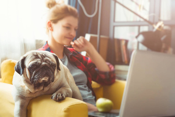 若い女性とのラップトップを持つ犬。自宅で仕事。パグ - 写真・画像