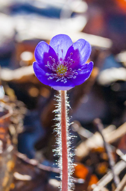 Macro gros plan de la première fleur tendre Hepatica Snowdrop bleu violet fleur dans la forêt au début du printemps
 - Photo, image