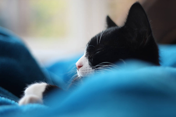 生後 3 ヶ月子猫が温室の窓の近くにソファーに毛布で昼寝します。黒と白の英国の短い髪の moggie。屋内で。フィールドの浅い深さ。ユーザーは、必要に応じて調整できるように微妙な処理 - 写真・画像