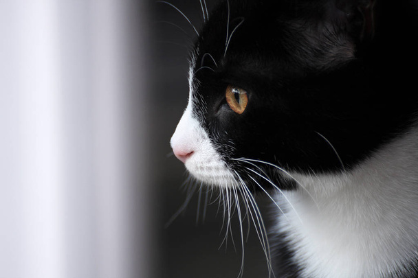 子猫/ヤング アダルト猫温室の窓の外を見てします。黒と白の英国の短い髪の moggie。屋内で。フィールドの浅い深さ。ユーザーは、必要に応じて調整できるように微妙な処理 - 写真・画像