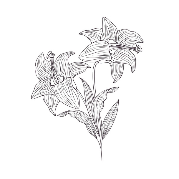 flowers and leafs isolated icon - Διάνυσμα, εικόνα