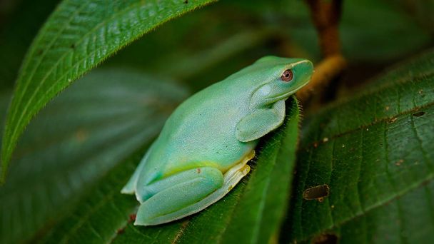 To jest mały zielony żaba znaleziono wielki lasu Tijuca, lasu, znajduje się w środku wielkie miasta Rio de Janeiro, Brazylia. - Zdjęcie, obraz