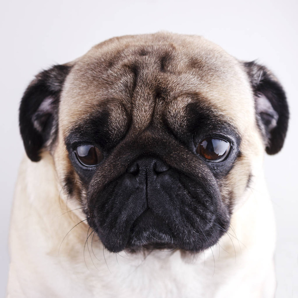 Koiran mopsi lähikuva surullisilla ruskeilla silmillä. Muotokuva valkoisella pohjalla
 - Valokuva, kuva