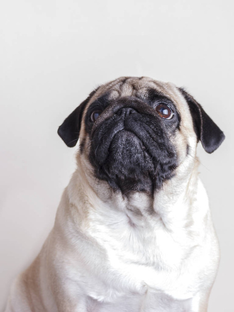 Pug perro de cerca con ojos marrones tristes mirando hacia arriba. Retrato sobre fondo blanco
 - Foto, imagen