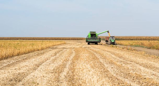 Sojabohnenkorn nach Ernte auf Feld in Traktoranhänger gegossen  - Foto, Bild