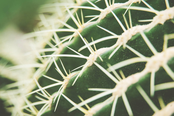 Cactus Family, close-up barrel cactus. thorn cactus texture background, close up. - Foto, afbeelding
