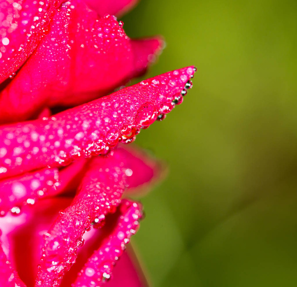 water drops on a red rose in nature - Photo, image