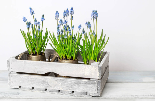 Bluebells in wooden box, copy space. - Fotó, kép