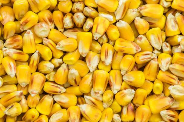 semilla de maíz girasol. agro color pintado para clasificación y etiquetado
 - Foto, Imagen