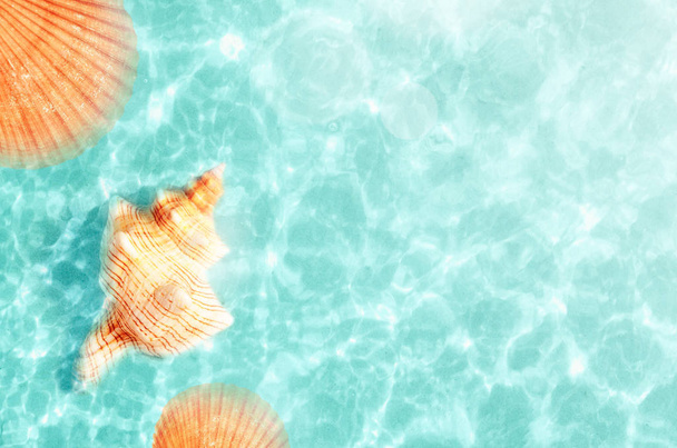 Seashell on the summer beach in sea water. Summer background. Summer time. - Photo, Image