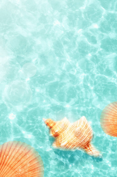 Η Seashell στην παραλία το καλοκαίρι στο νερό της θάλασσας. Με φόντο το καλοκαίρι. Θερινή ώρα. - Φωτογραφία, εικόνα