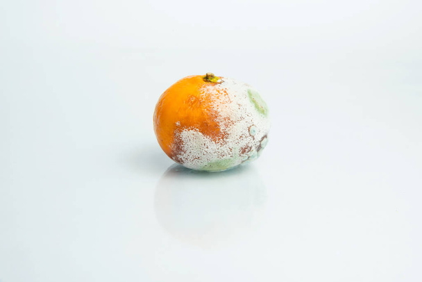 Tangerines with mold. Aspergillus. Penicillium. Ascomycetes. Spoiled tangerines. Bacteria. Mold on products. Fungi. The spread of fungi. Mold on citrus. Harm from mold fungi. - Valokuva, kuva