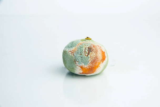 Tangerines with mold. Aspergillus. Penicillium. Ascomycetes. Spoiled tangerines. Bacteria. Mold on products. Fungi. The spread of fungi. Mold on citrus. Harm from mold fungi. - Photo, Image