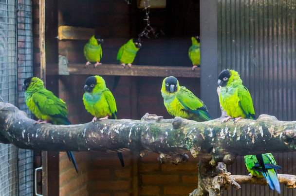 Πτηνοτροφία, κλουβί γεμάτο με nanday ΠΑΠΑΓΑΛΑΚΙΑ, δημοφιλή κατοικίδια ζώα στην πτηνοτροφία, τροπικό και πολύχρωμα πουλιά από την Αμερική - Φωτογραφία, εικόνα