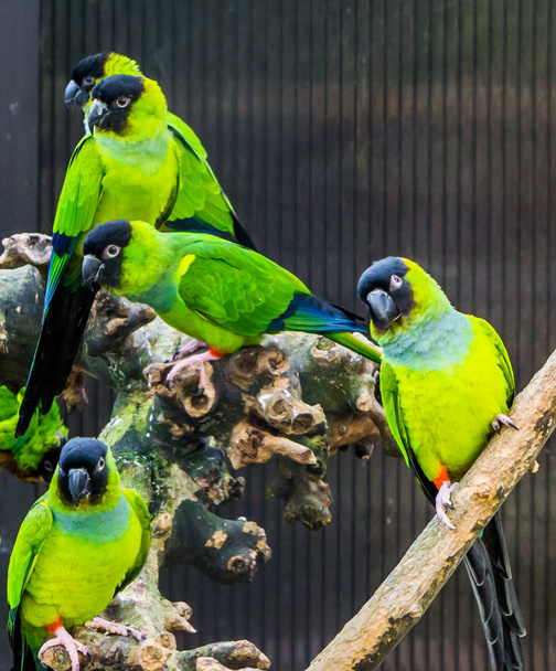 Ομάδα Nanday ΠΑΠΑΓΑΛΑΚΙΑ μαζί με το κλουβί, δημοφιλή κατοικίδια ζώα από την Αμερική, τροπικά και πολύχρωμα μικρά παπαγάλοι - Φωτογραφία, εικόνα