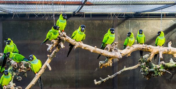 Vikultura, Větev s nandayskými papoušky ve voliéře, oblíbená zvířata ve vikulturě, Tropičtí malí papoušci z Ameriky - Fotografie, Obrázek