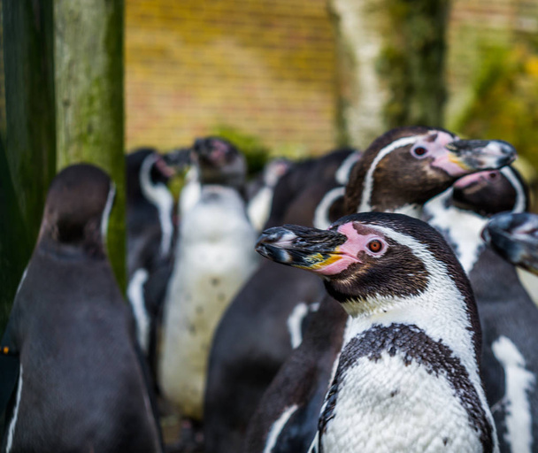 pingüino humboldt en primer plano con una gran colonia de pingüinos en el fondo, Pájaro amenazado con estatus vulnerable
 - Foto, Imagen