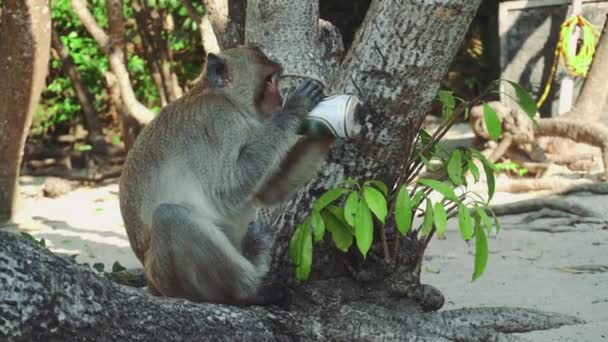 Macaco engraçado bebendo cerveja na praia debaixo de uma árvore
 - Filmagem, Vídeo