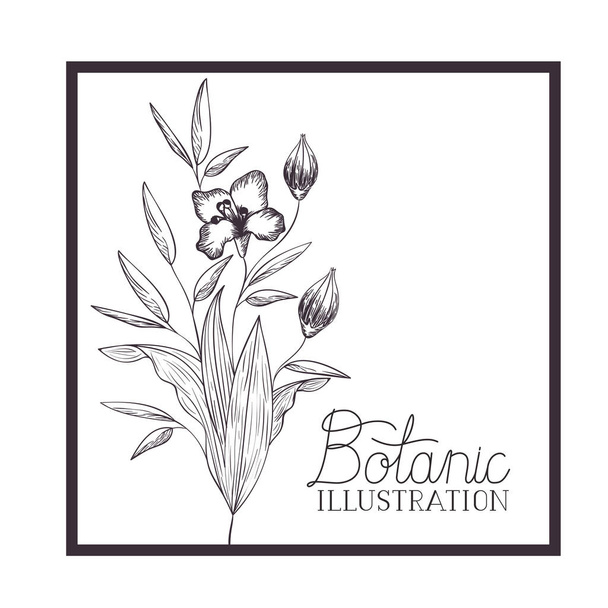 etiqueta de ilustración botánica con plantas
 - Vector, Imagen